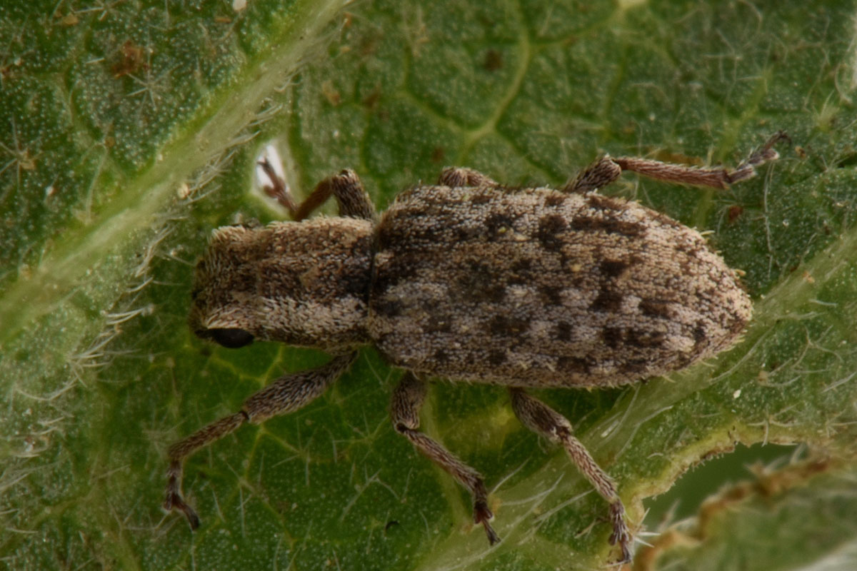 Curculionidae: Sitona macularius?  S !